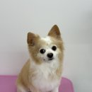 왕왕애견샵 | 내돈내산 ! 창원 애견미용실 스트레스없는 강아지미용에 드디어 정착한 후기