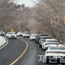 폭설에 제주 1100도로 '주차 지옥'…주민·관광객 불편 가중 이미지