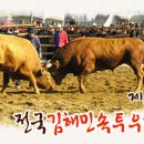 소싸움 Daum카페