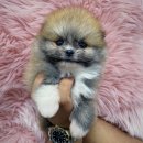 댕댕 일번가 이미지