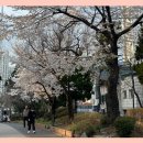 봉우재로33길, 봉우재로43길, 망우로50길 (56) | [일상] 2026년 3月 | 날씨도 좋고 기분도 좋아(야구는 안좋아)