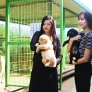 대형견프리미엄아울렛 이미지