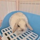 패러그린샵 명지점 이미지