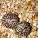 스트롱라인 이미지