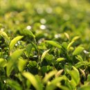 영암햇살농장 이미지