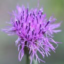 쑥부쟁이 이미지