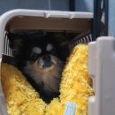 더 퍼피즈 블루 오션 쿡 이미지