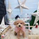 윤애견미용 이미지