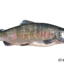 대명송어 이미지