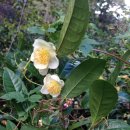 삼태다원 | <차꽃 피는 날, 하동의 다원예술순례> 그 첫 번째 기록