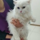 닥터김 동물병원 이미지