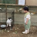 꼬꼬농장 | 시흥 아기랑 갈만한 곳 온동물체험농장 내돈내산 후기, 14개월 아기 동물 먹이주기 체험