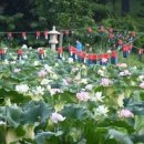 남양주 가볼만한 곳행복바라미 봉선사 연꽃축제 이미지