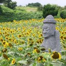 해바라기농장 이미지