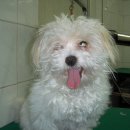 팻 빌리지 이미지