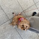 황소밥상 이미지
