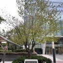 당산초등학교 앞 사거리 | [캐시워크 챌린지] 선유도공원 스탬프 챌린지