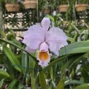 Cattleya schroederae × sib ('Clio' × '3rd' ) 이미지