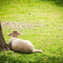 대화자동차 이미지