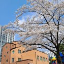 삼덕유치원 Daum카페
