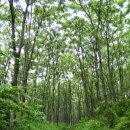 한국목재사업협동조합 이미지