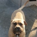 핏불테리어(듀란) 이미지