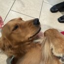 싼타모니카 | 5월의 비행일기 + 일상기록