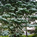 김유정 문학비 이미지