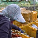 삼대농장 티스토리