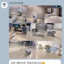 준영전자 | 인천 영종도 애견동반 더위크앤리조트 테라스동 숙박 후기