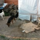 점박이 농장 이미지