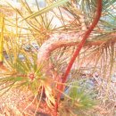 해송2로 이미지