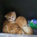 보보캐터리 이미지