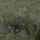 정원가든민박 이미지