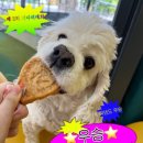 모여라댕댕이 이미지