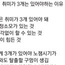 짤대로 취미 3가지 적고 가는 달글 이미지