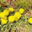 동백호수공원 이미지