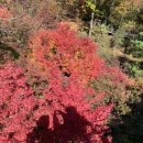 별다주 | 단풍구경 맛집 “화담숲“ 후기