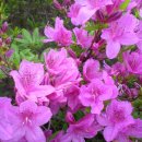 합천황매산펜션 이미지