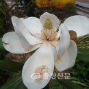 화성면사무소 이미지