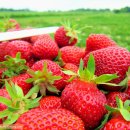 호일농장 이미지