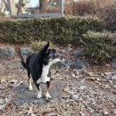 VIP 애견 이미지