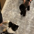 젠틀그루밍 이미지