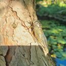 쉬었다가개 이미지