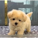 행복한 강아지 이미지