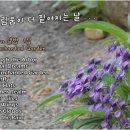 무채색 그리움이 더 짙어지는 날 . . .Kevin Kern 앨범 1집 / In The Enchanted Garden 이미지