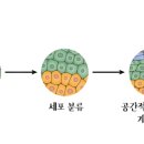 고마바이오텍(주) 이미지