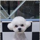 오키독키 이미지