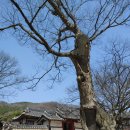 도립리 육괴정 이미지