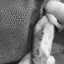 지성동물병원 이미지